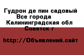 Гудрон де пин садовый - Все города  »    . Калининградская обл.,Советск г.